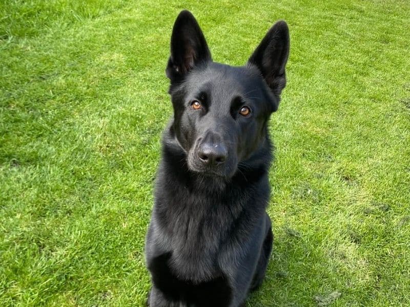 Black German Shepherd 4 years 6 months old male large named Rocky for breeding in Warwickshire, England | Petmeetly