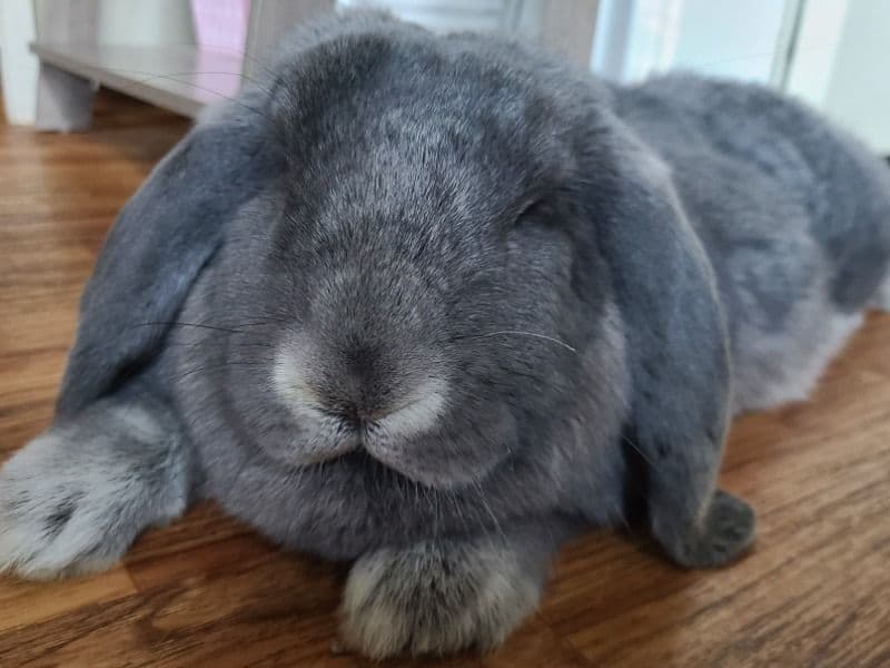 Jojo primary photo