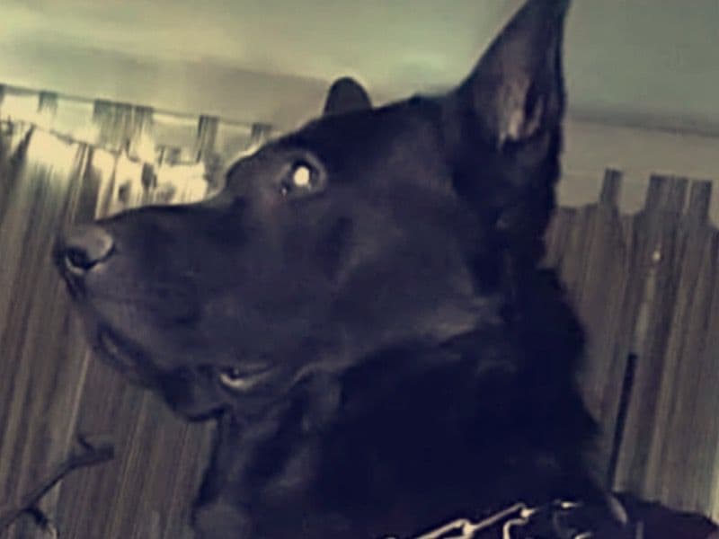 Black German Shepherd 4 years 4 months old male large named Sir “shadow” for breeding in Lenawee County, Michigan | Petmeetly