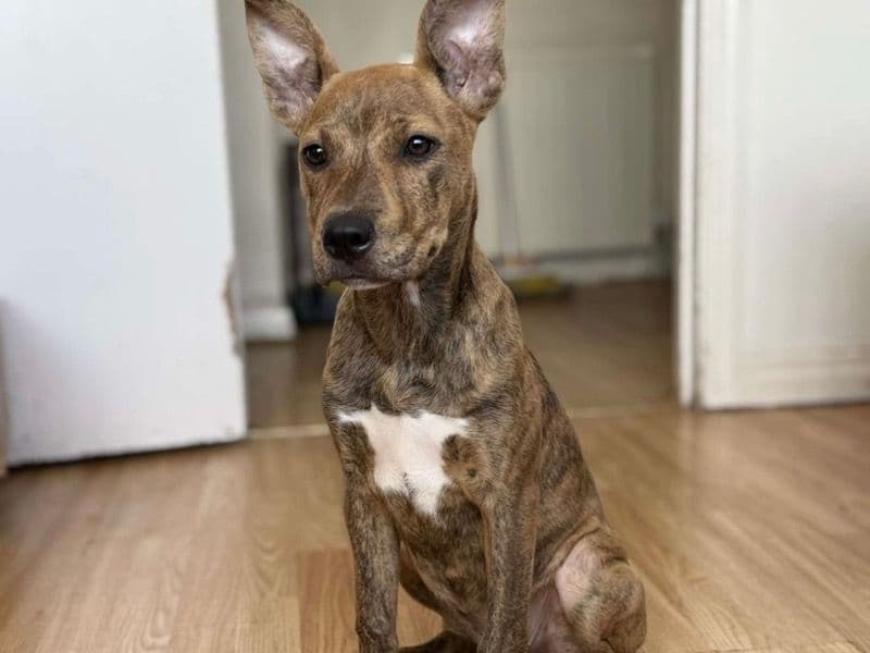 Nova primary photo