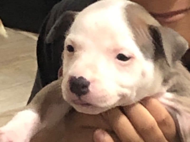 American Bully 1 month old female small named Grey Chica for sale in Arlington County, Virginia | Petmeetly