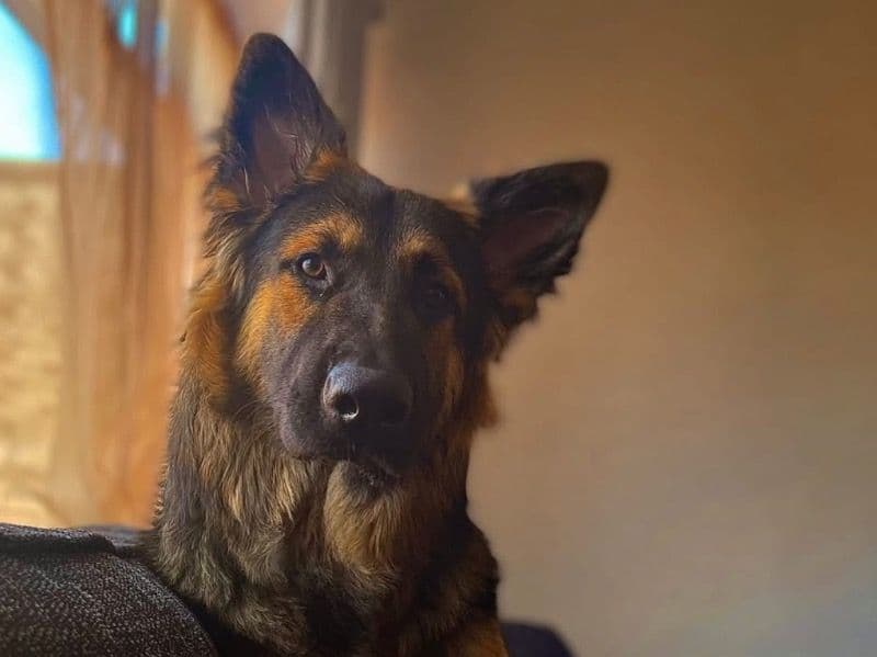 Max primary photo