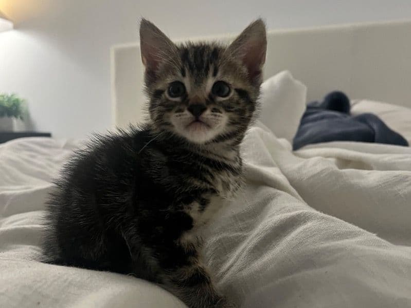 Kitty primary photo