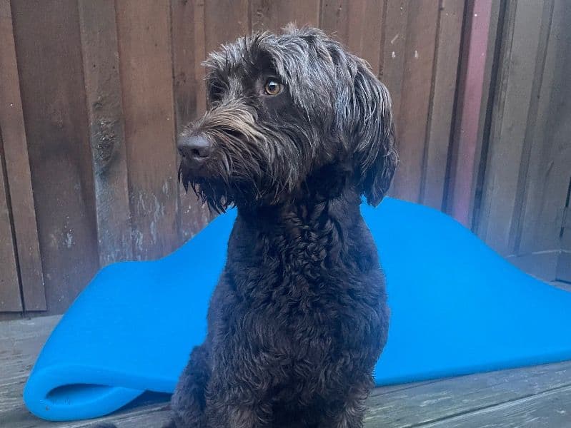 Remi primary photo