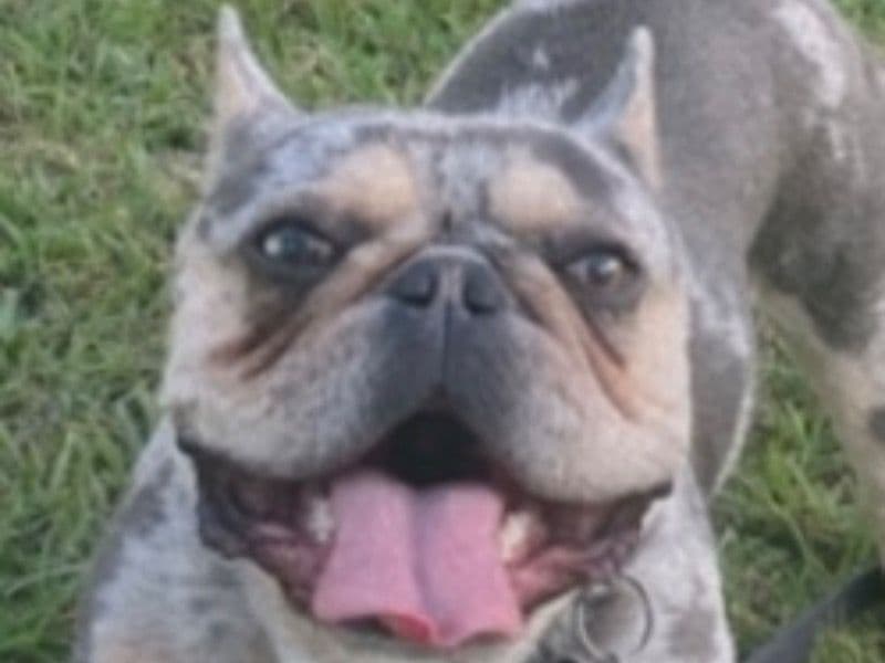Luca primary photo