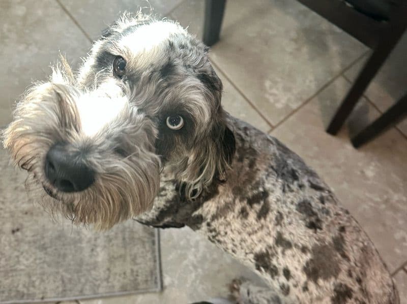 Odin primary photo