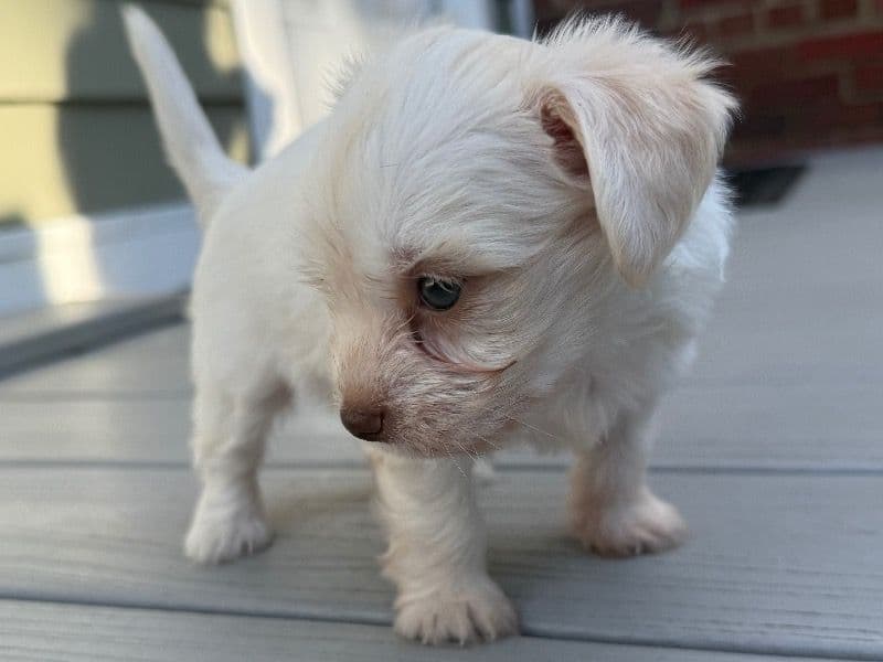 Maltese 4 months old female small named No Name Yet for sale in Prince George's County, Maryland | Petmeetly