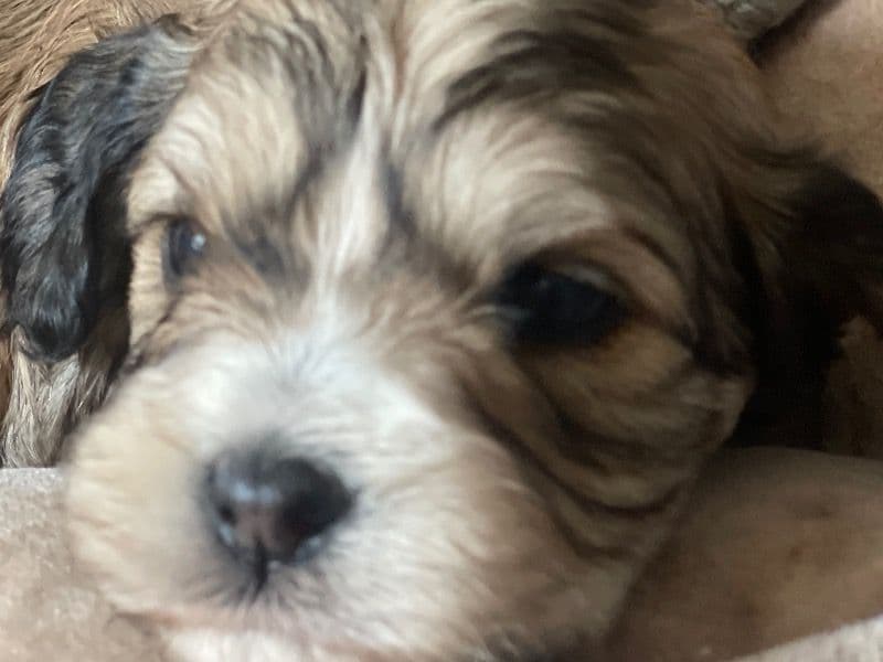 Cavachon 5 months old male small named Big Bby for sale in Will County, Illinois | Petmeetly