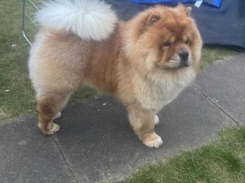 Chow Chow 2 years 7 months old male large named Buzz for adoption in Peterborough, England | Petmeetly