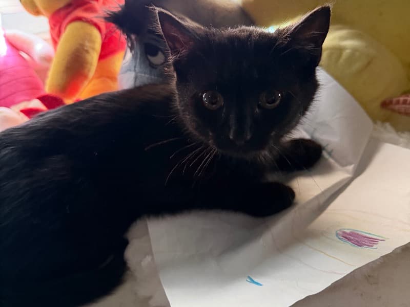 Domestic Shorthair 2 months old female named Girl Kitten for sale in Hillsborough County, New Hampshire | Petmeetly