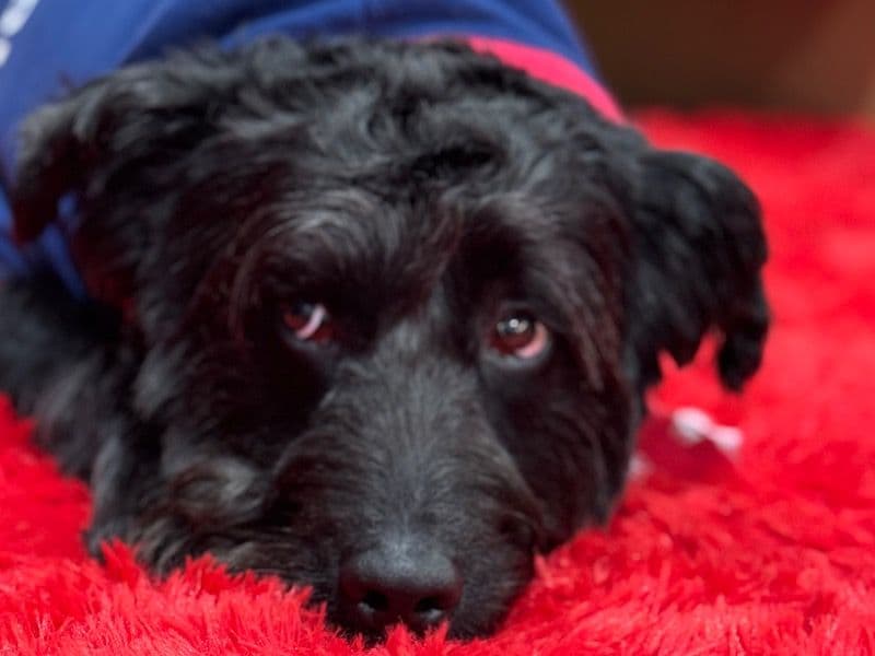 Sammy primary photo
