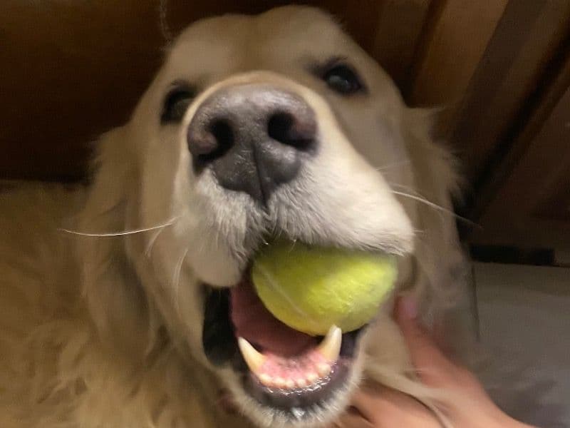 Golden Retriever 5 years old male large named Canelo for breeding in Hoffman Estates, Illinois | Petmeetly