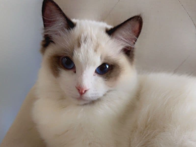 Ragdoll 1 year 2 months old female named Dahlia for breeding in Maricopa County, Arizona | Petmeetly