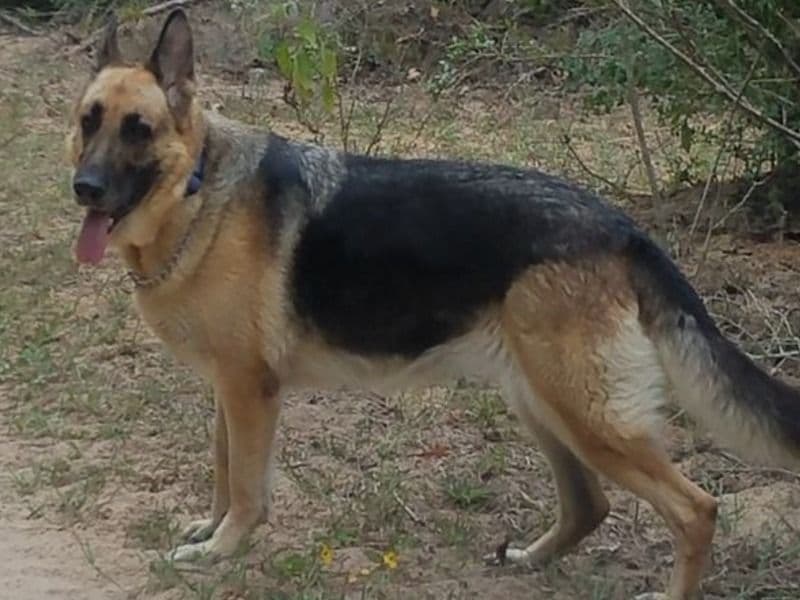 German Shepherd 1 year 3 months old female medium named Scooby for breeding in Aurangabad Division, Maharashtra | Petmeetly