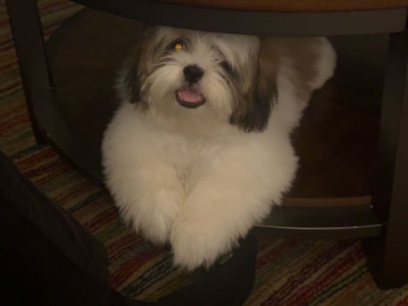Toby primary photo