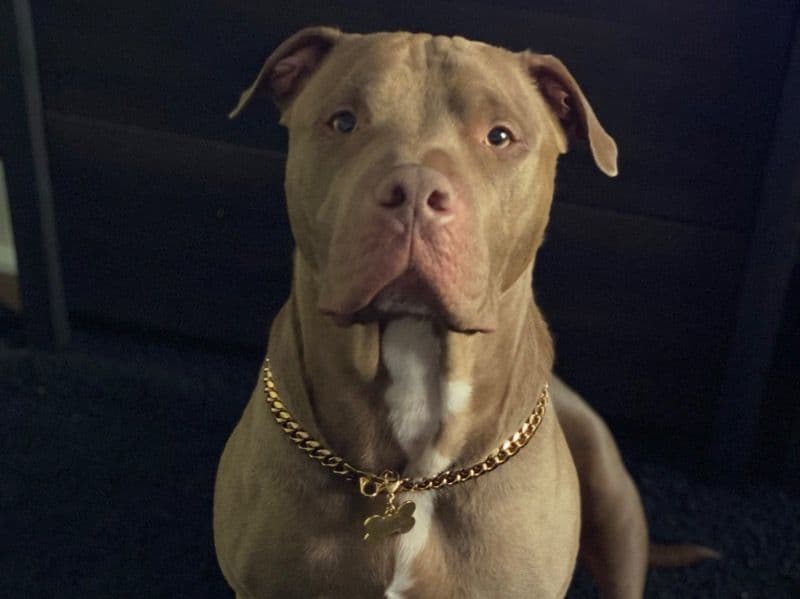 Simba primary photo