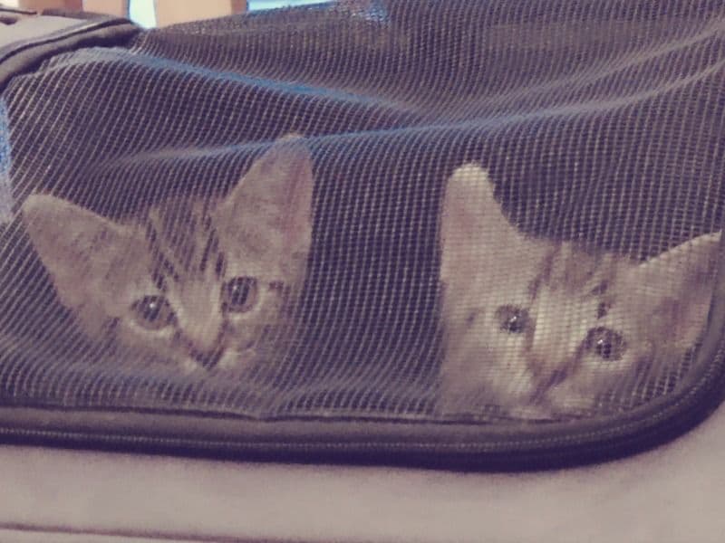 Mitten And Tiger primary photo