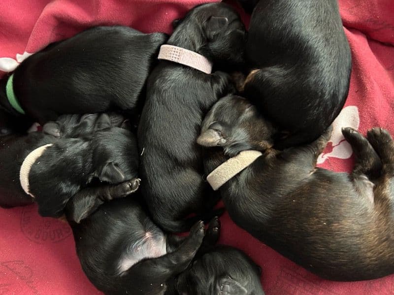 Yorkie Poo Litter primary photo