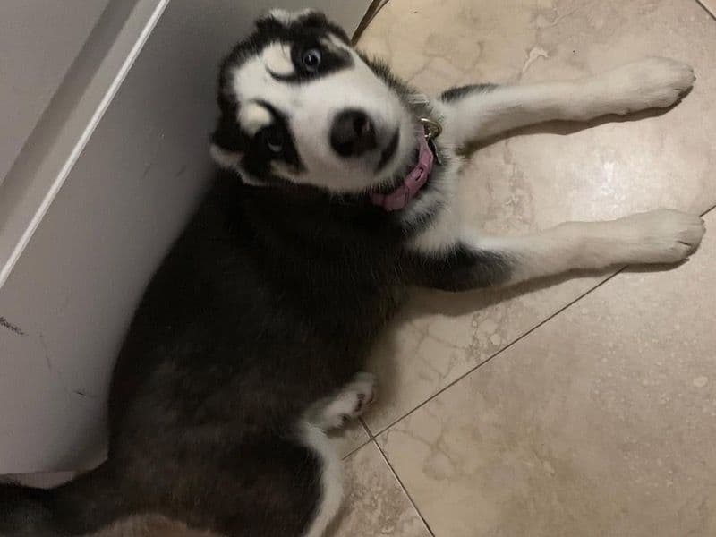 Luna primary photo