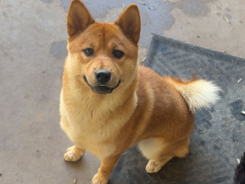 Ruby primary photo