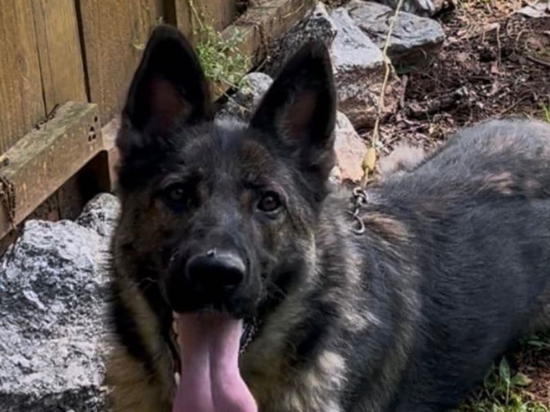 Belgian Malinois 2 years old female large named Ogee for breeding in Mercer County, Pennsylvania | Petmeetly