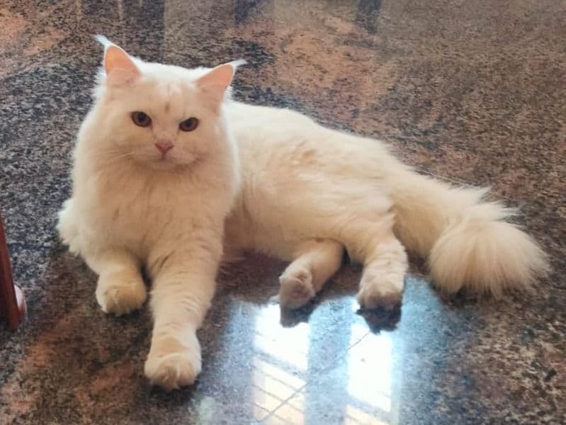 Persian 1 year 10 months old male named Abhishek for breeding in Bangalore Division, Karnataka | Petmeetly