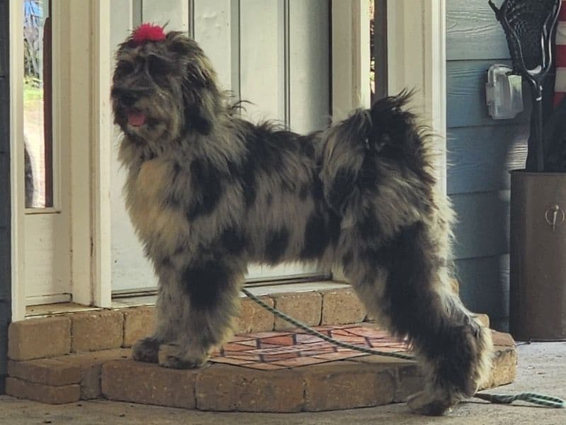 Newfidoodle 1 year 10 months old female medium named Sadie for adoption in Cherokee County, Georgia | Petmeetly