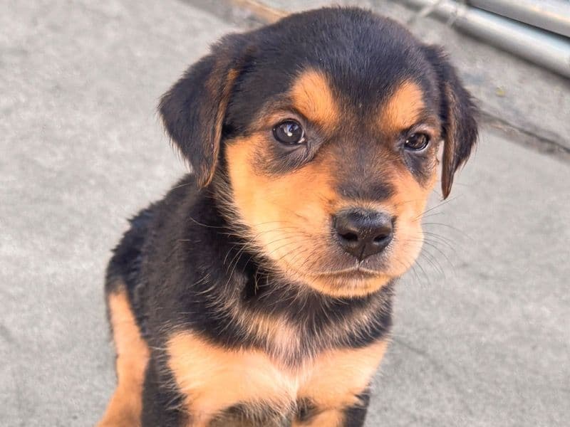 Puppies primary photo