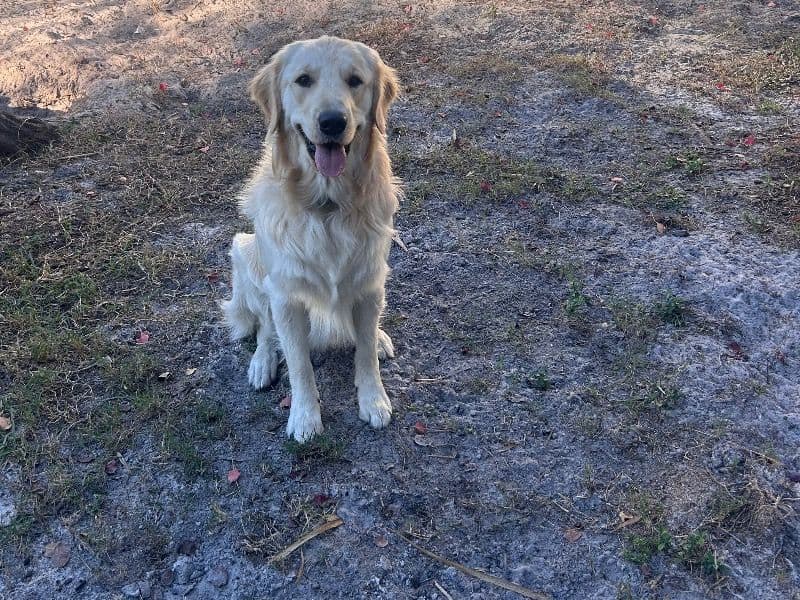 Golden Retriever 1 year 3 months old male large named Bolt for breeding in Hillsborough County, Florida | Petmeetly