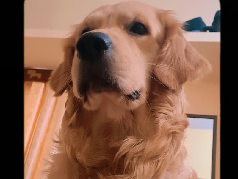 Teddy primary photo