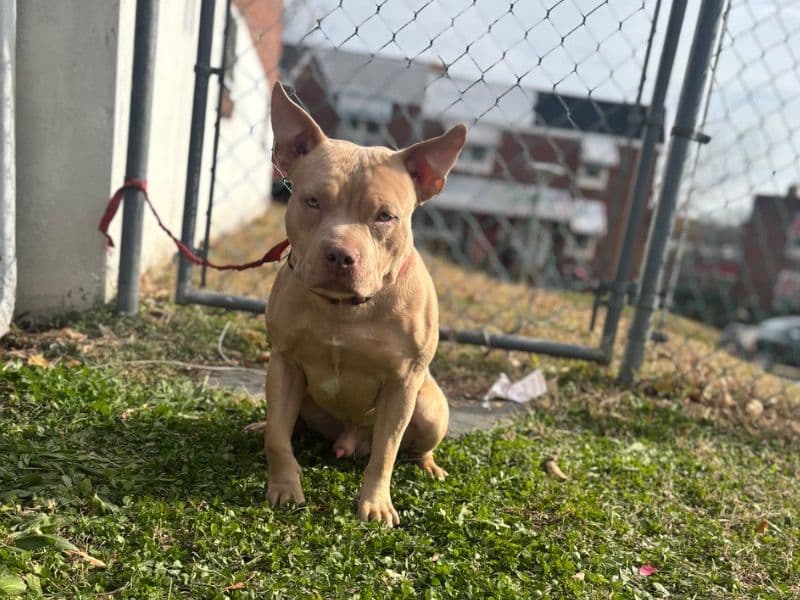 American Pocket Bully 7 months old male medium named Hopo for sale in Baltimore, Maryland | Petmeetly