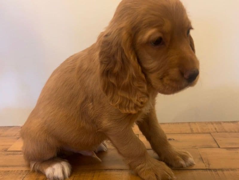Puppy primary photo