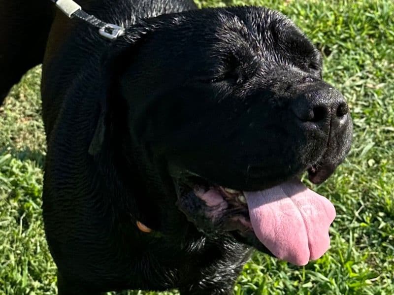 Cane Corso 3 years 9 months old female extra large named Smoky for sale in Anderson County, South Carolina | Petmeetly