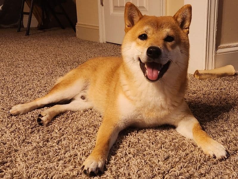 Nobu primary photo