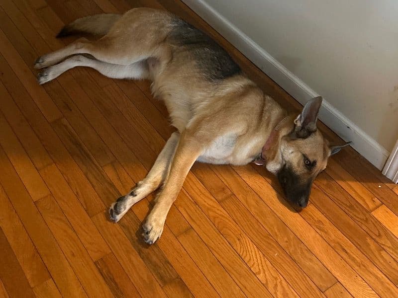 Nala primary photo