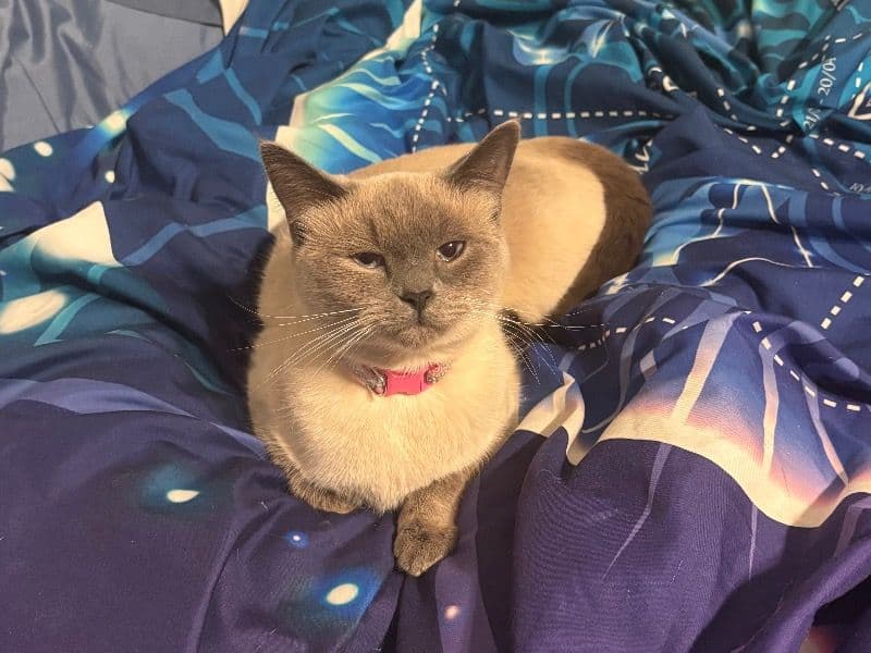 Luna primary photo