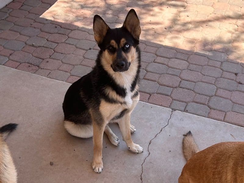 Alaskan Husky 1 year 4 months old female medium named Ivy for adoption in Maricopa County, Arizona | Petmeetly
