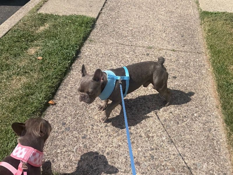 French Bulldog 1 year 7 months old male medium named Phoenix for sale in Passaic County, New Jersey | Petmeetly