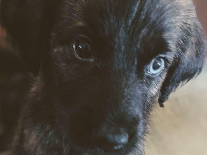 No Name/puppies For Sale primary photo