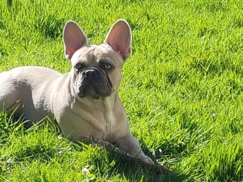 Blu primary photo