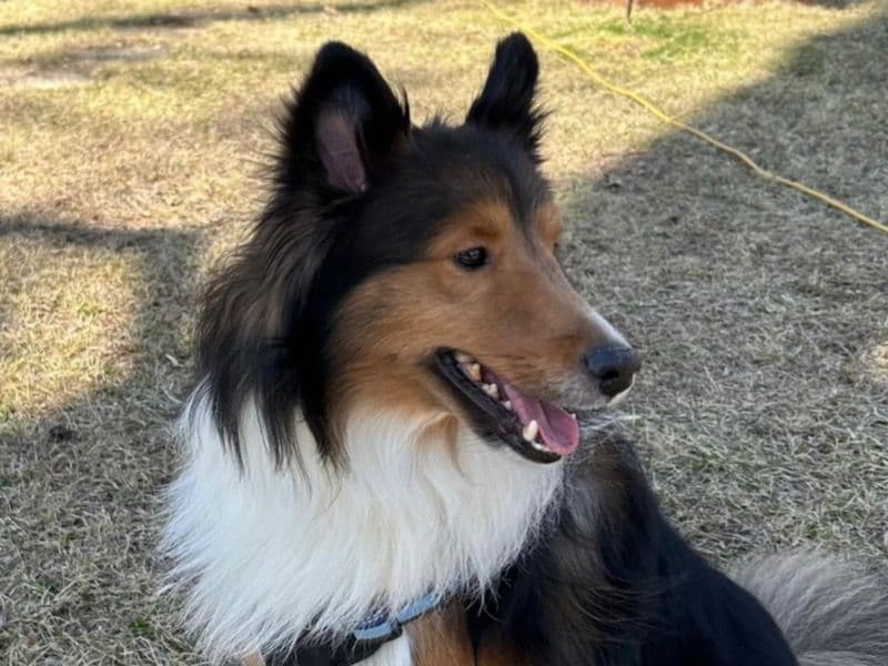 Simba primary photo