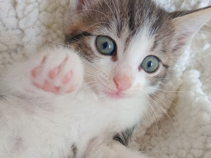 Kitten primary photo