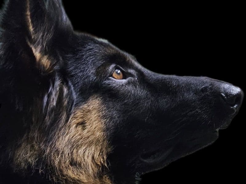 Black German Shepherd 2 years 1 month old male large named Kaala for breeding in Chennai, Tamil Nadu | Petmeetly