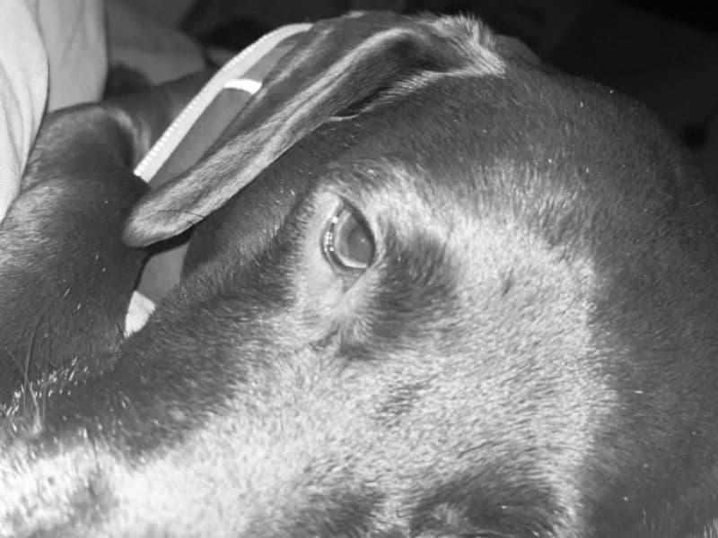Rolo primary photo