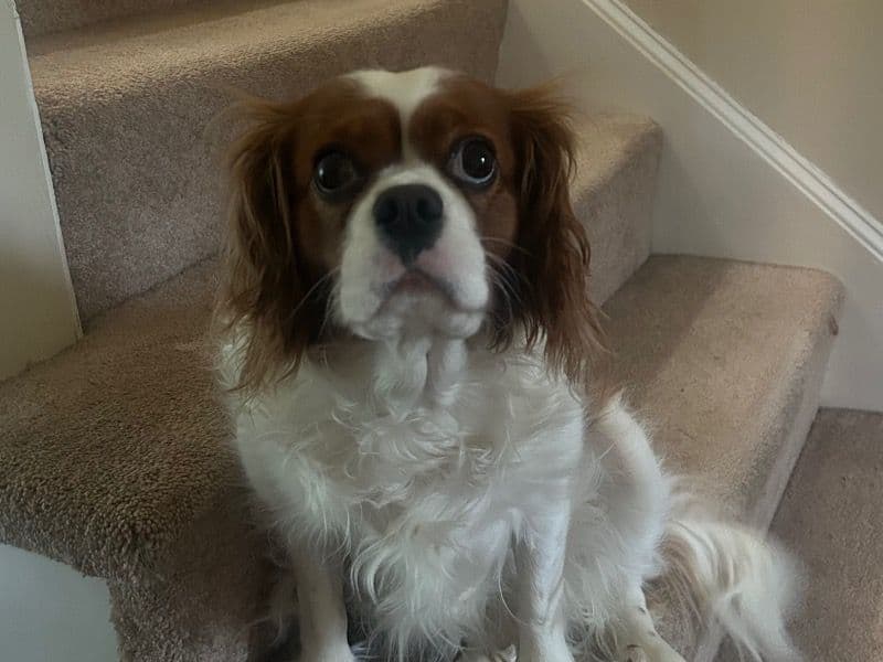 Sadie primary photo