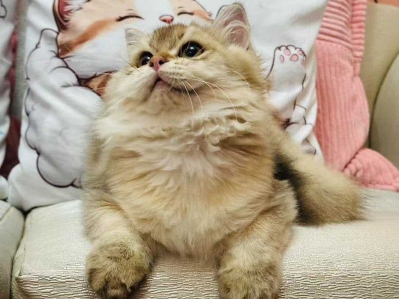 British Longhair 8 months old male named Lucas for sale | Petmeetly