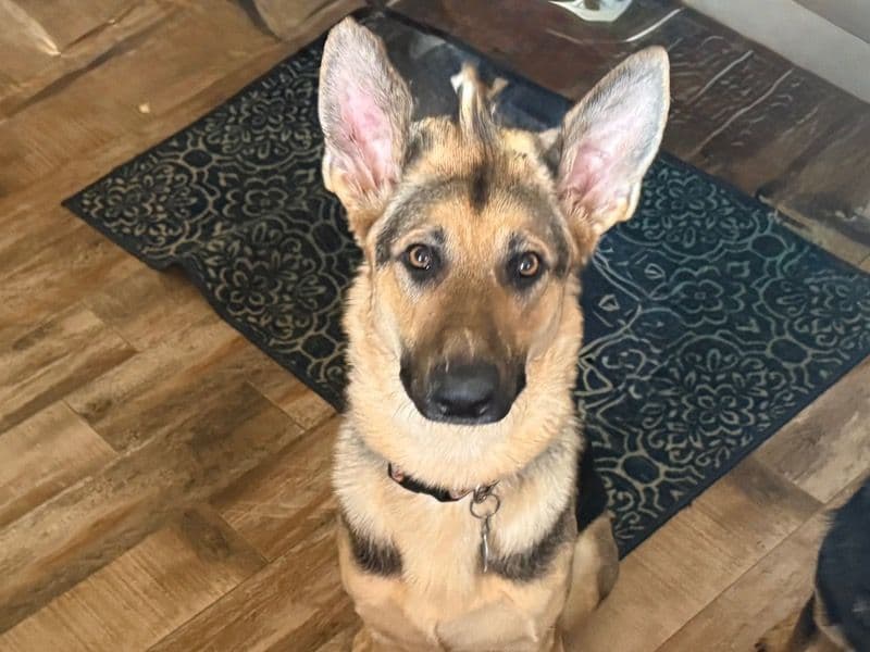 Luna primary photo