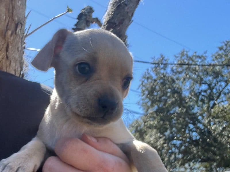 French Bullhuahua 1 year old female small named Dessi for sale in Orange County, Florida | Petmeetly