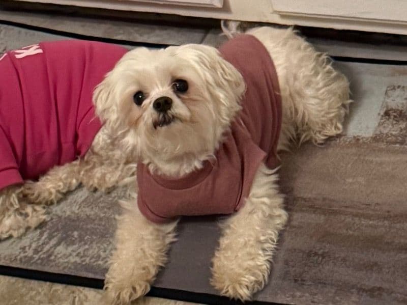Betsy primary photo