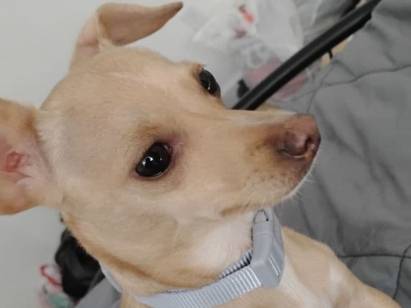 Cinnamon primary photo
